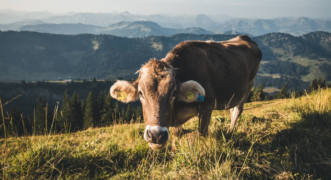 Eine Kuh steht auf einer Weide vor einem Bergpanorama und schaut in die Kamera.