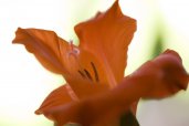 Flora