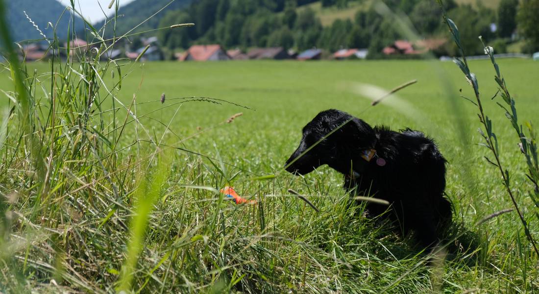 Aufnahme eines Hundes während eines Spaziergangs im Urlaub in Oberstaufen