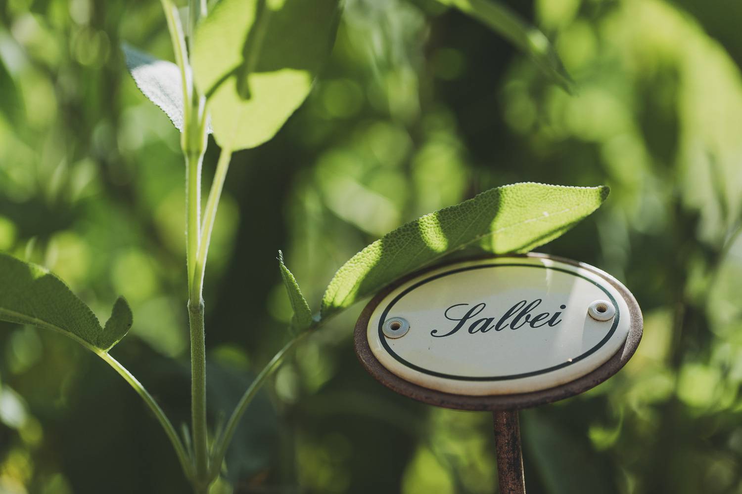 Die Kraft der Kräuter Symbolfoto