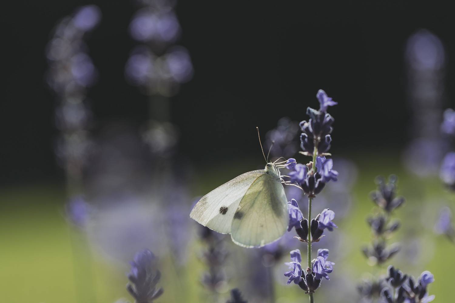In der Ruhe liegt Kraft Symbolfoto