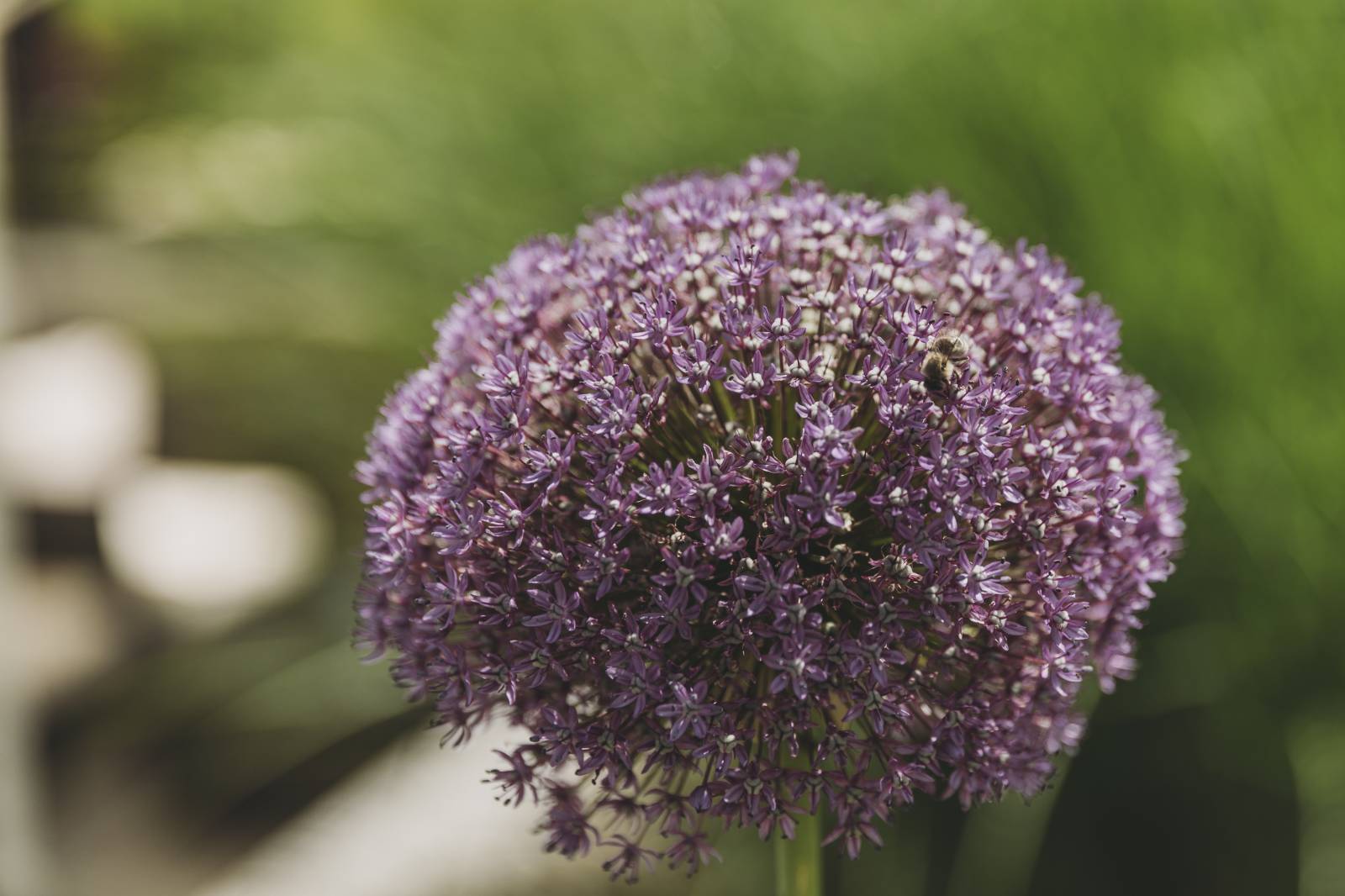 Achtung Pollen Symbolfoto