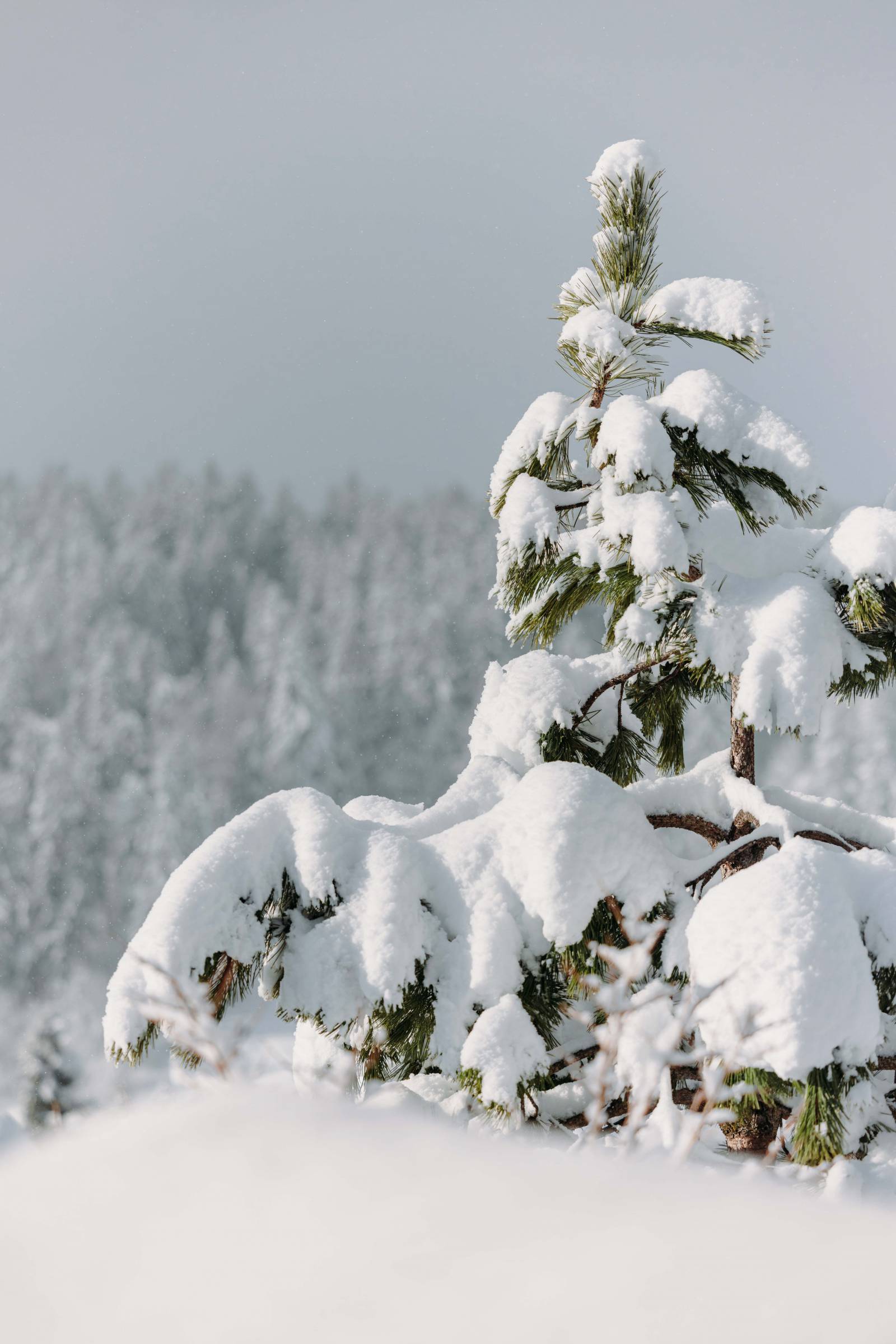 Winterpower fürs Immunsystem Symbolfoto