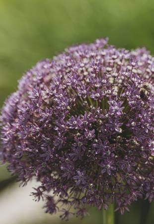 Achtung Pollen Symbolfoto