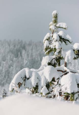 Winterpower fürs Immunsystem Symbolfoto