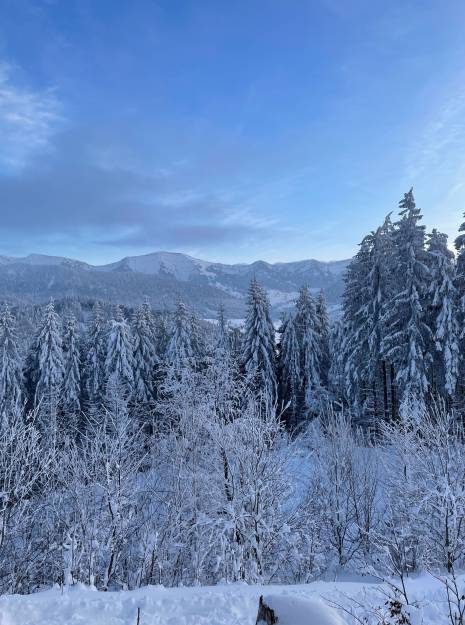 Die Sicht auf einen Schneebedeckten Wald mit Bergpanorama im Hintergrund, welcher Lust auf Winterurlaub in Bayern macht.