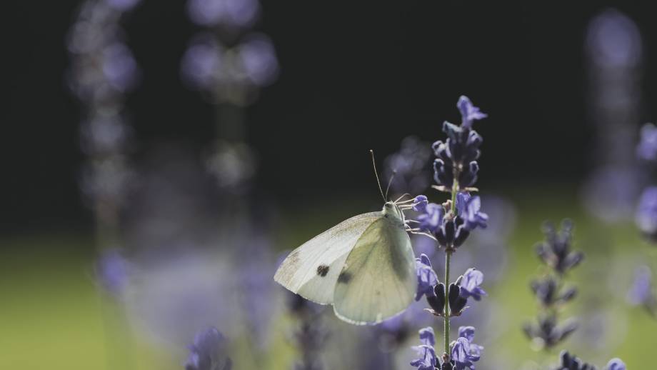 In der Ruhe liegt Kraft Symbolfoto