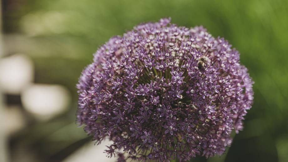 Achtung Pollen Symbolfoto