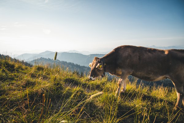 Wanderung bei Oberstaufen im Allgäu